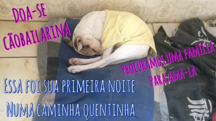 Cachorro raça SRD  idade 1 ano nome Melissa