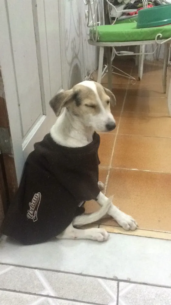 Cachorro raça SRD  idade 1 ano nome Melissa