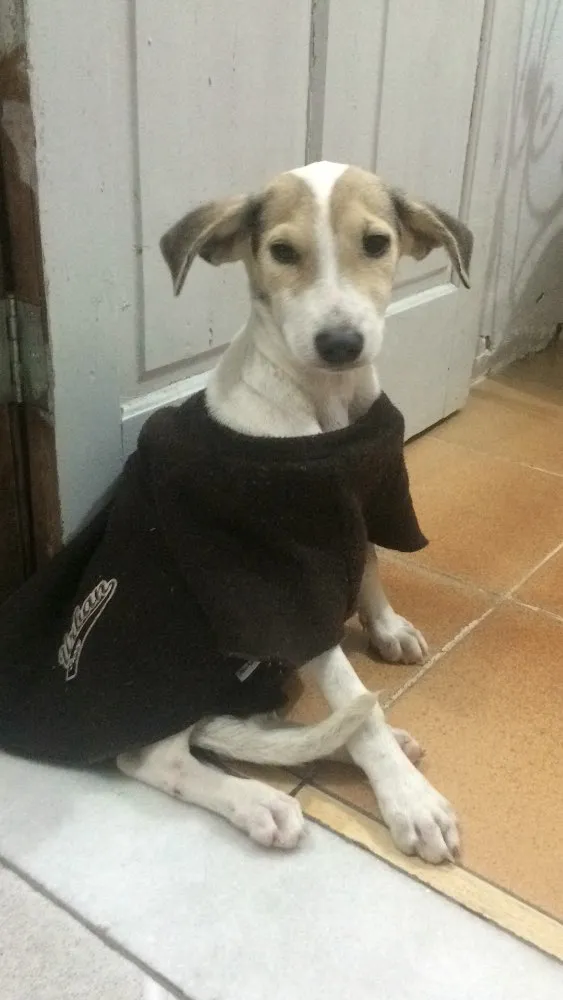 Cachorro raça SRD  idade 1 ano nome Melissa