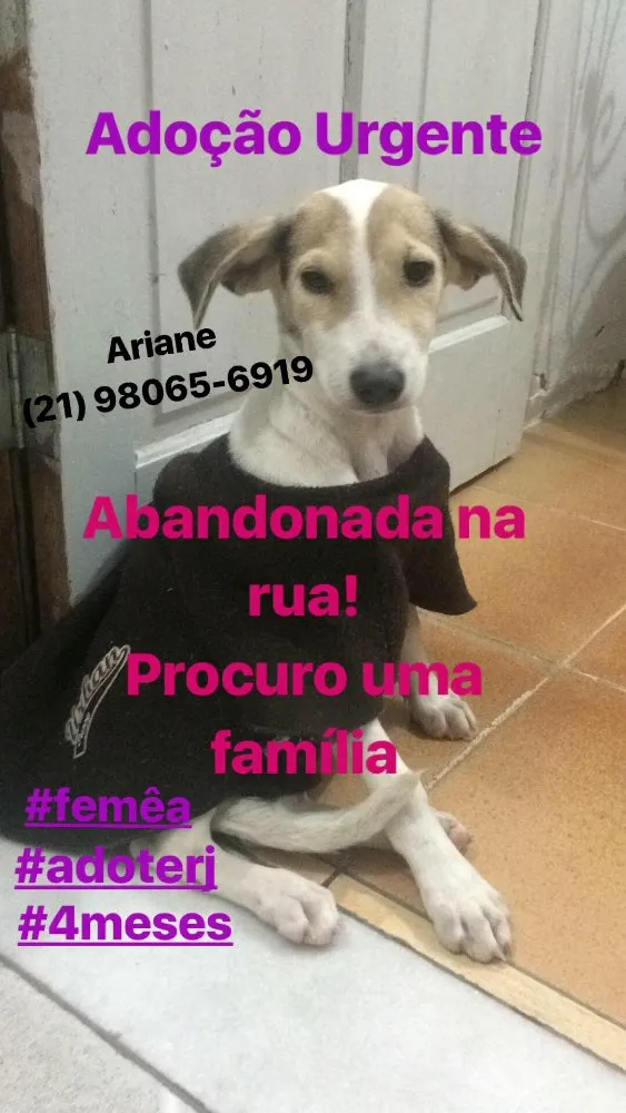 Cachorro raça SRD  idade 1 ano nome Melissa