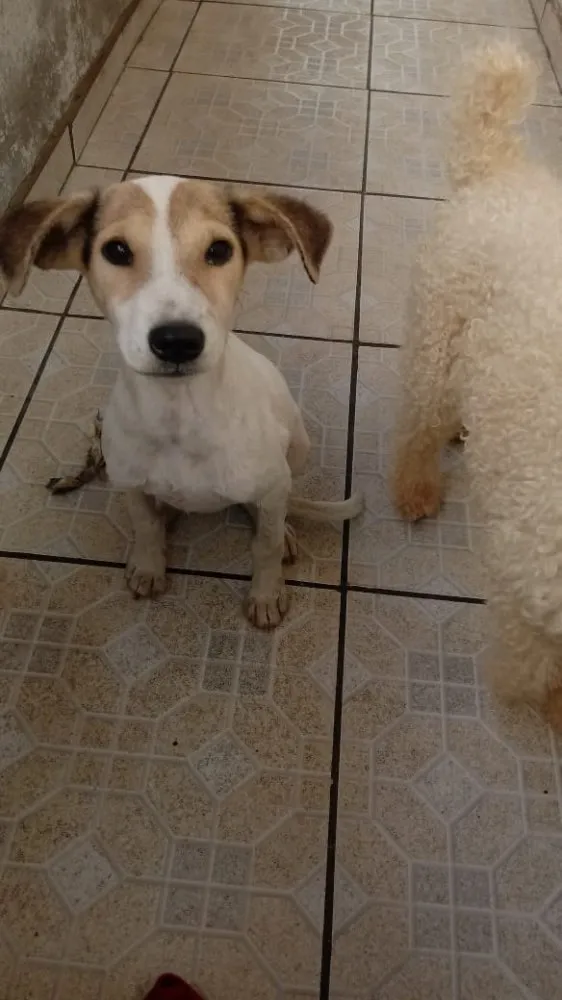 Cachorro raça SRD  idade 1 ano nome Melissa