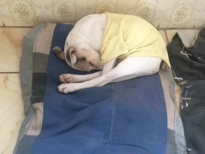 Cachorro raça SRD  idade 1 ano nome Melissa
