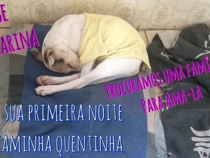Cachorro raça SRD  idade 1 ano nome Melissa