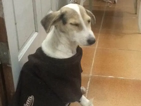 Cachorro raça SRD  idade 1 ano nome Melissa