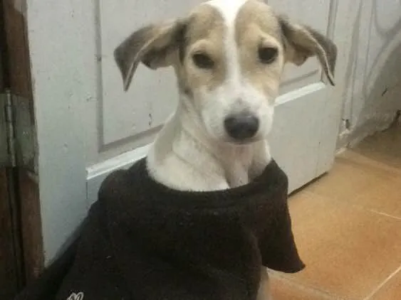 Cachorro raça SRD  idade 1 ano nome Melissa