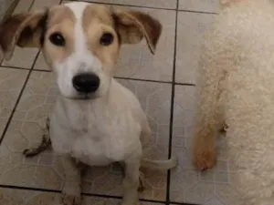Cachorro raça SRD  idade 1 ano nome Melissa