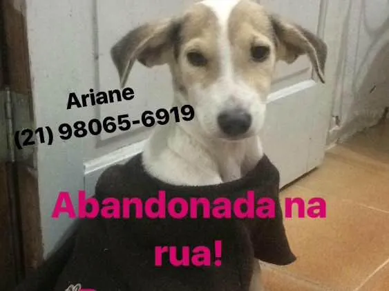 Cachorro raça SRD  idade 1 ano nome Melissa