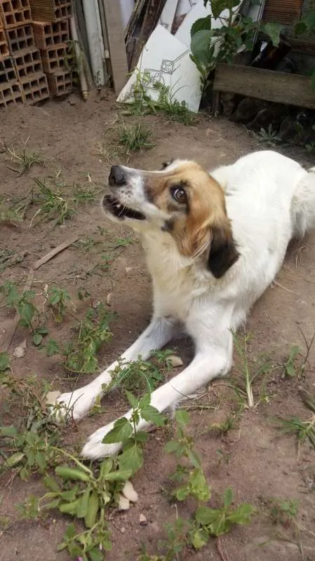 Cachorro ra a VIRA-LATAS idade 2 anos nome LOLA