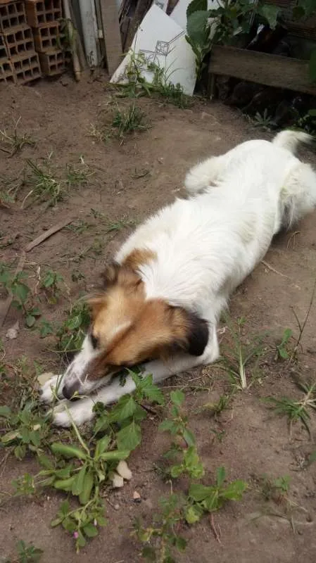 Cachorro ra a VIRA-LATAS idade 2 anos nome LOLA