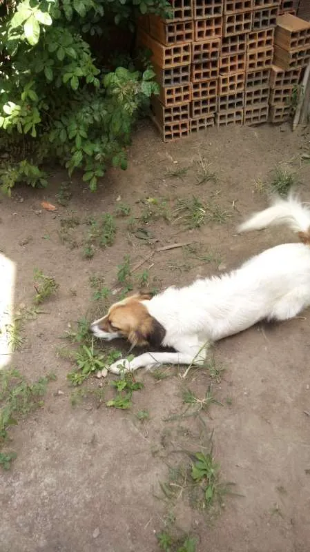 Cachorro ra a VIRA-LATAS idade 2 anos nome LOLA