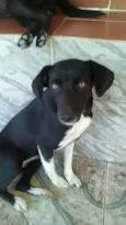Estelar