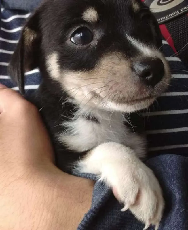 Cachorro ra a SRD idade Abaixo de 2 meses nome SRD
