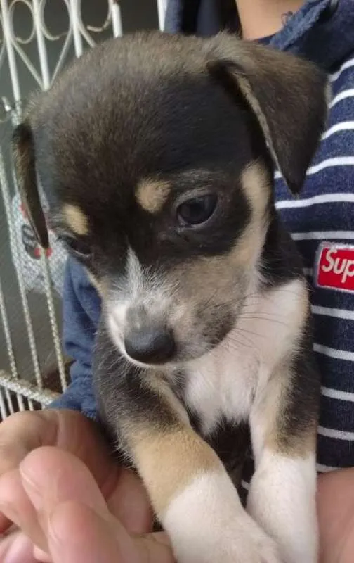 Cachorro ra a SRD idade Abaixo de 2 meses nome SRD