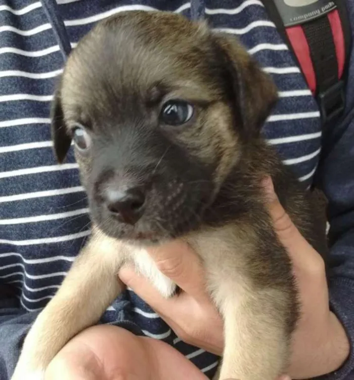 Cachorro ra a SRD idade Abaixo de 2 meses nome SRD