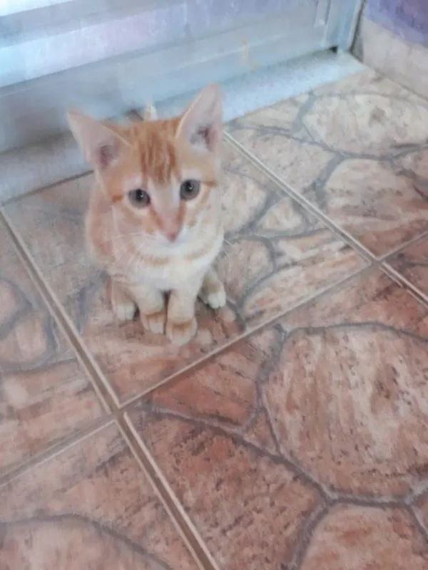 Gato ra a Vira Lata idade 2 a 6 meses nome Jasom