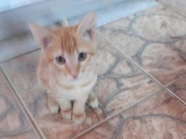 Gato ra a Vira Lata idade 2 a 6 meses nome Jasom
