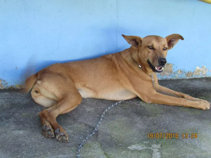 Cachorro ra a SRD idade 2 anos nome Amarela