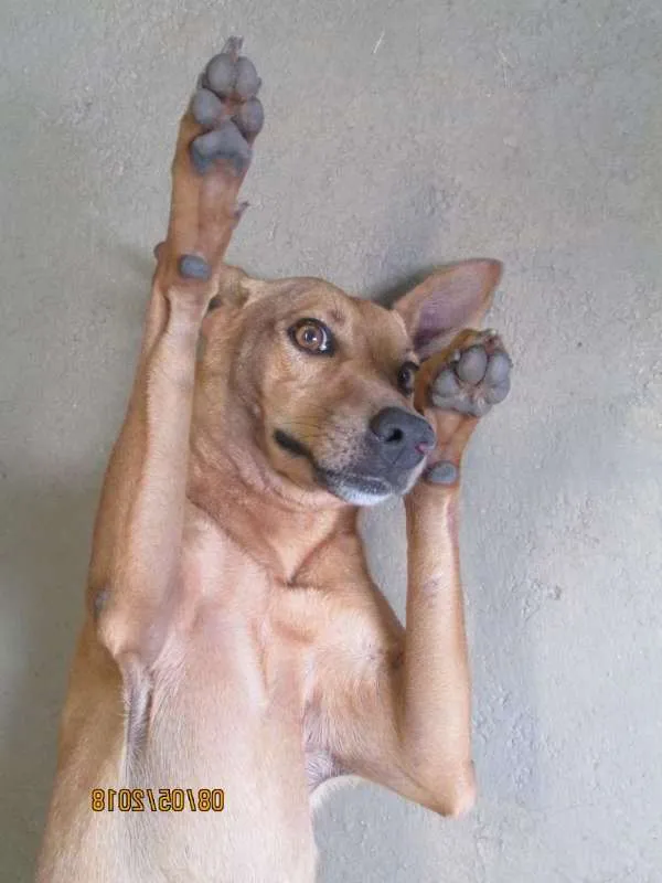 Cachorro ra a SRD idade 2 anos nome Amarela