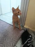 Dora