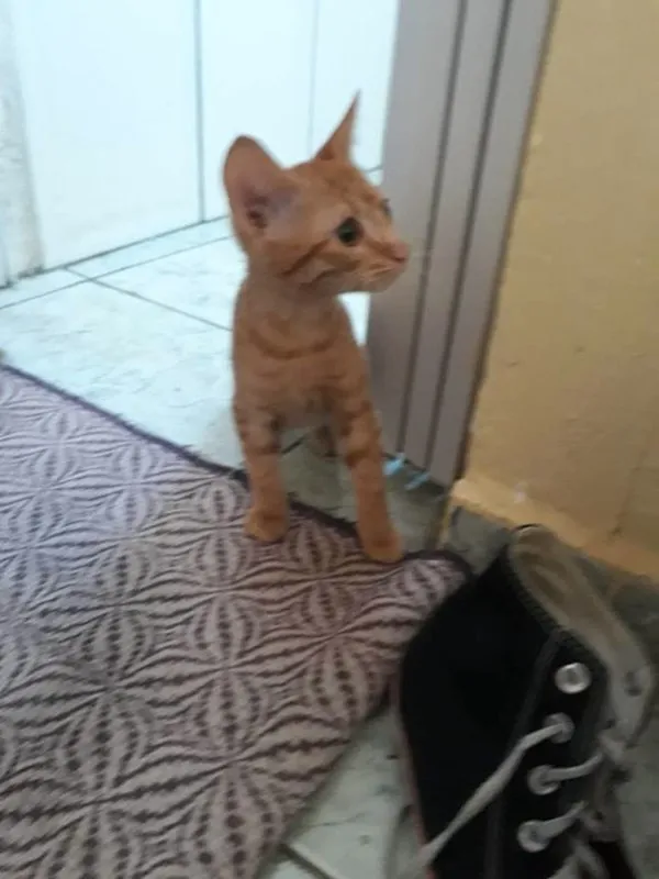 Gato ra a Vira Lata idade 2 a 6 meses nome Dora
