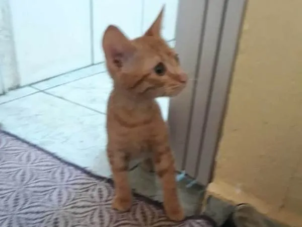 Gato ra a Vira Lata idade 2 a 6 meses nome Dora