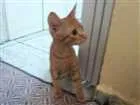 Gato raça Vira Lata idade 2 a 6 meses nome Dora