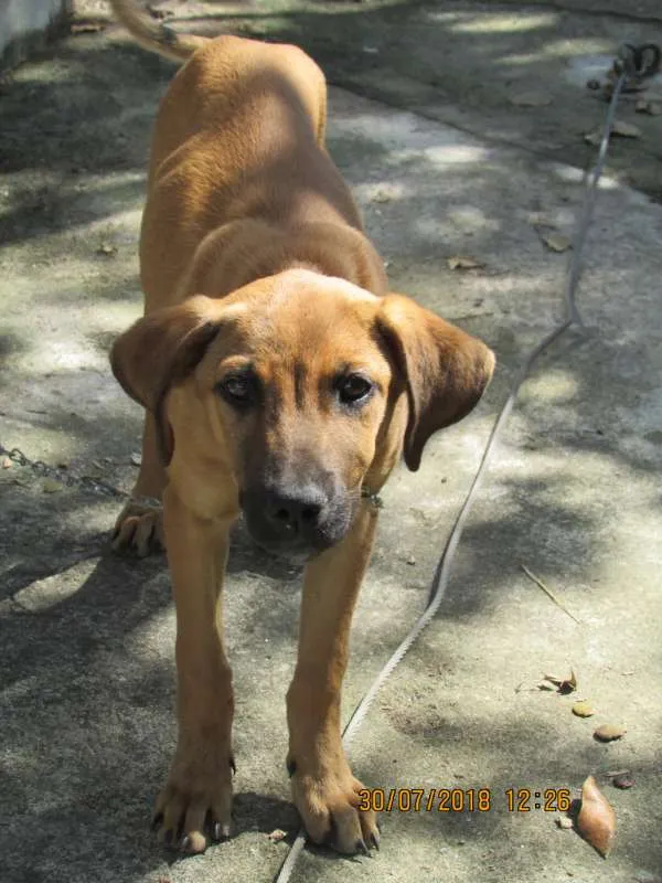 Cachorro ra a SRD idade 2 a 6 meses nome Pekena