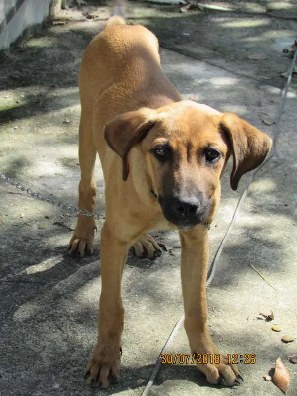 Cachorro ra a SRD idade 2 a 6 meses nome Pekena