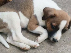 Cachorro raça SRD idade 2 a 6 meses nome SN