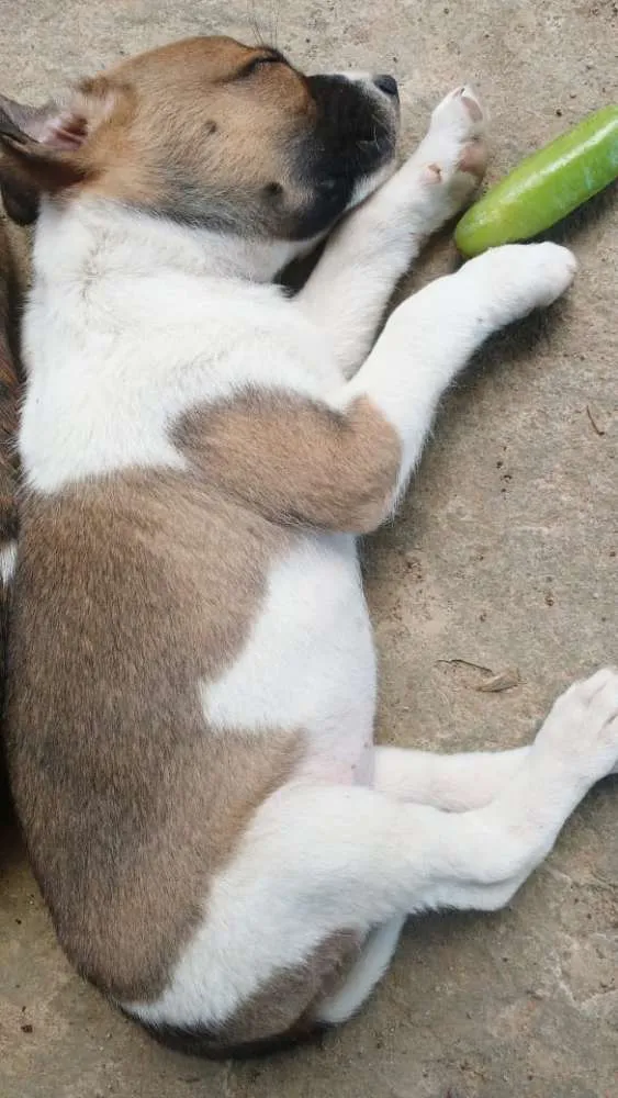 Cachorro raça SRD idade 2 a 6 meses nome SN