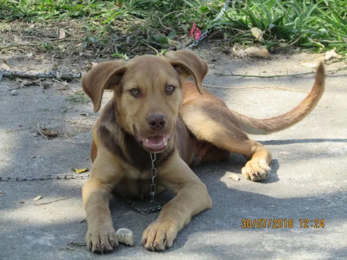 Cachorro ra a SRD idade 7 a 11 meses nome Bob Marley