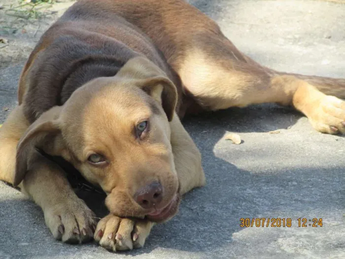 Cachorro ra a SRD idade 7 a 11 meses nome Bob Marley