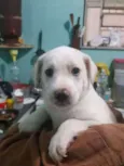 bebe
