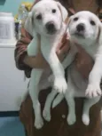 bebe