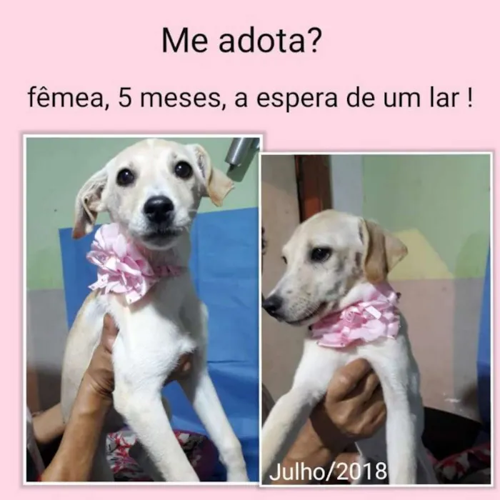 Cachorro ra a viralata idade 2 a 6 meses nome menina