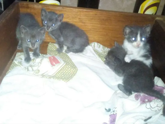 Gato raça misturado com siames idade Abaixo de 2 meses nome Sol
