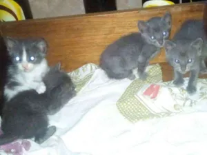 Gato raça misturado com siames idade Abaixo de 2 meses nome Sol