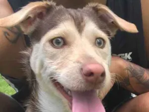 Cachorro raça SRD idade 7 a 11 meses nome Deco