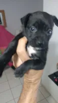 Pantera