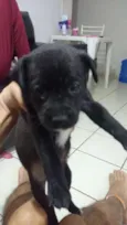 Pantera
