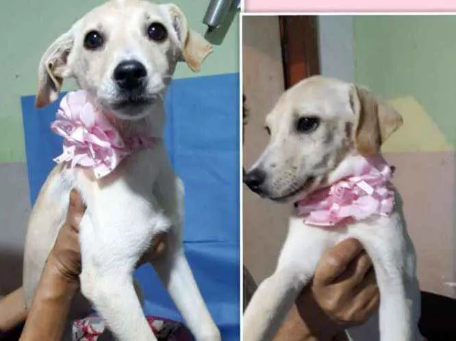 Cachorro ra a viralata idade 2 a 6 meses nome menina