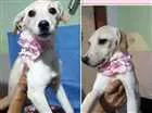 Cachorro raça viralata idade 2 a 6 meses nome menina