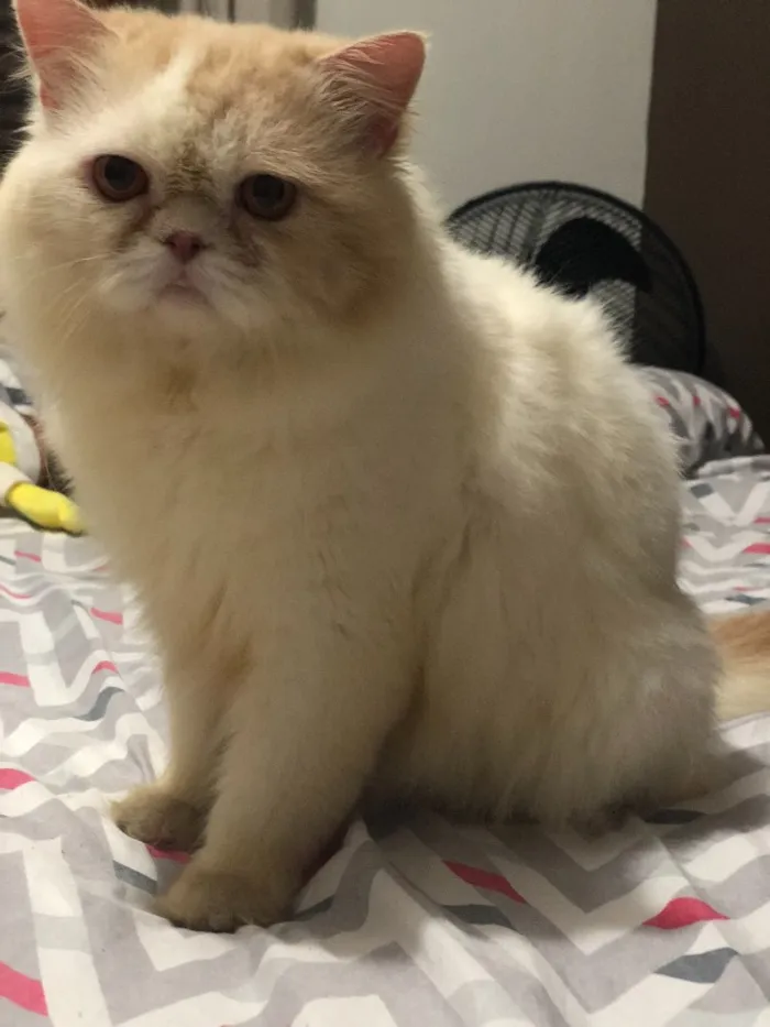 Gato ra a Persa idade 3 anos nome Emilly
