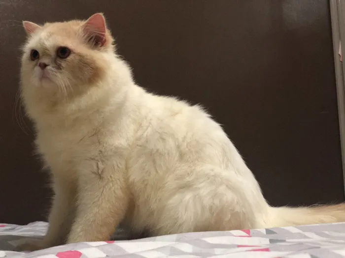 Gato ra a Persa idade 3 anos nome Emilly