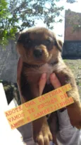 Pimpolho