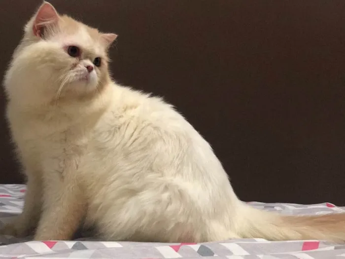 Gato ra a Persa idade 3 anos nome Emilly
