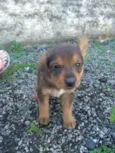 Pimpolho