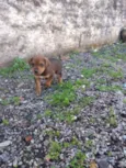 Pimpolho