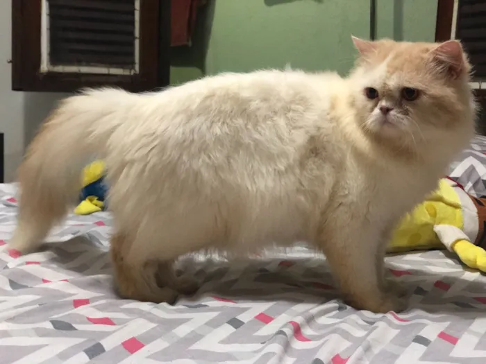 Gato ra a Persa idade 3 anos nome Emilly