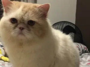 Gato raça Persa idade 3 anos nome Emilly